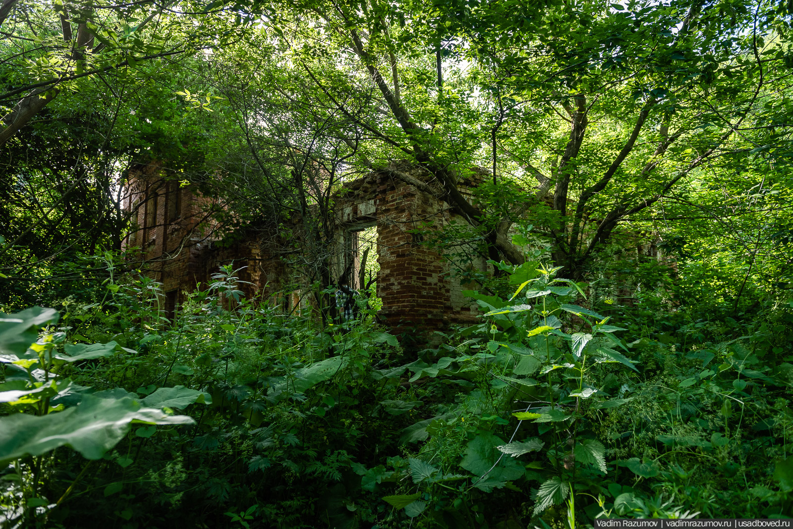 флора Богородицка, июнь 2020 года, Тульская область