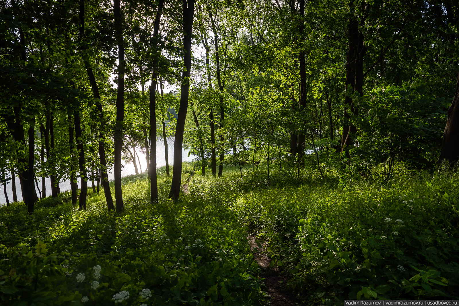 флора Богородицка, июнь 2020 года, Тульская область