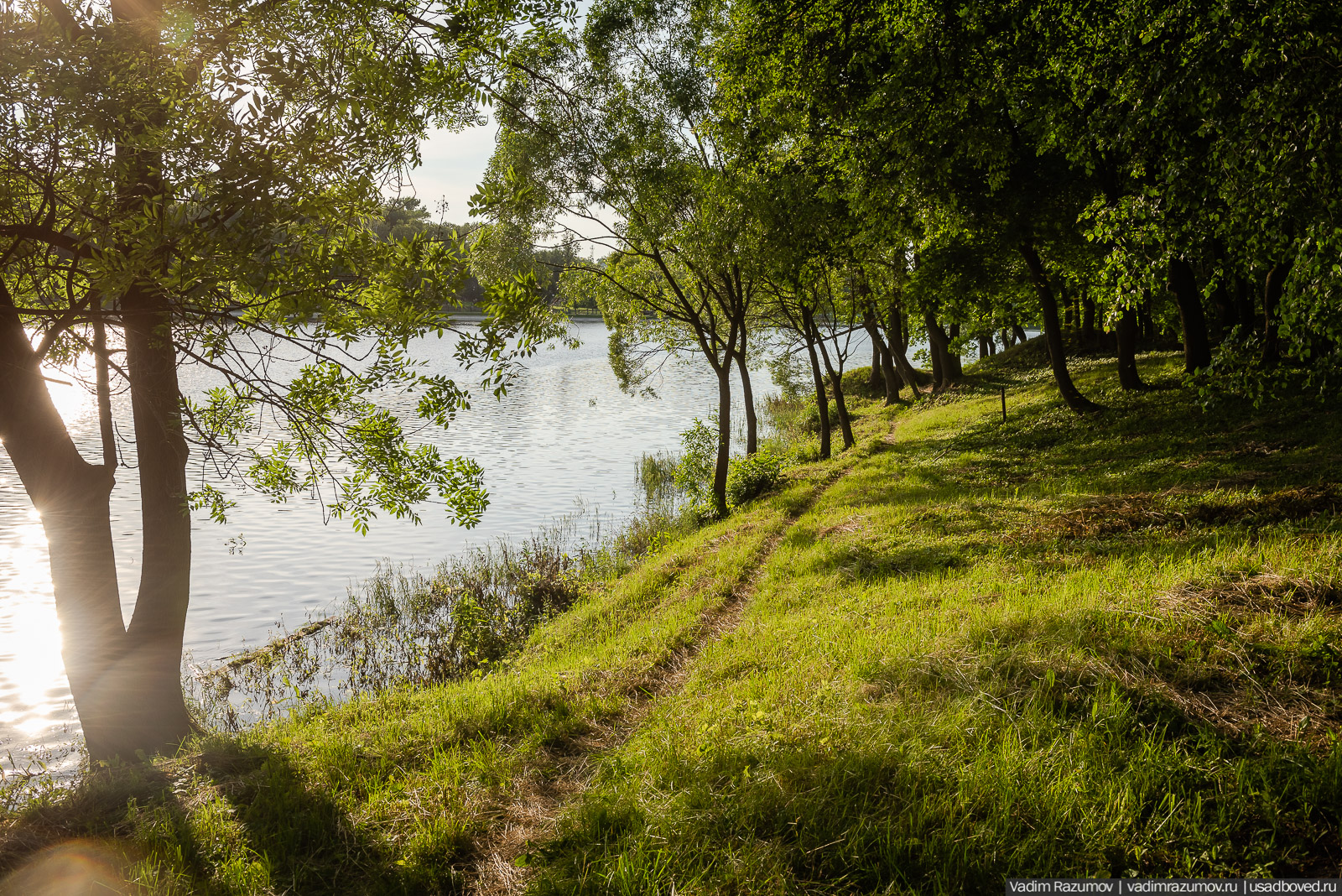 флора Богородицка, июнь 2020 года, Тульская область